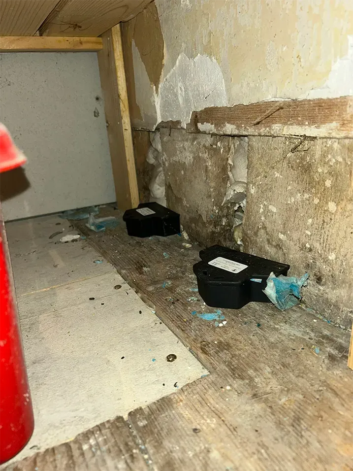 Extermination nuisibles près de Châtel abondance